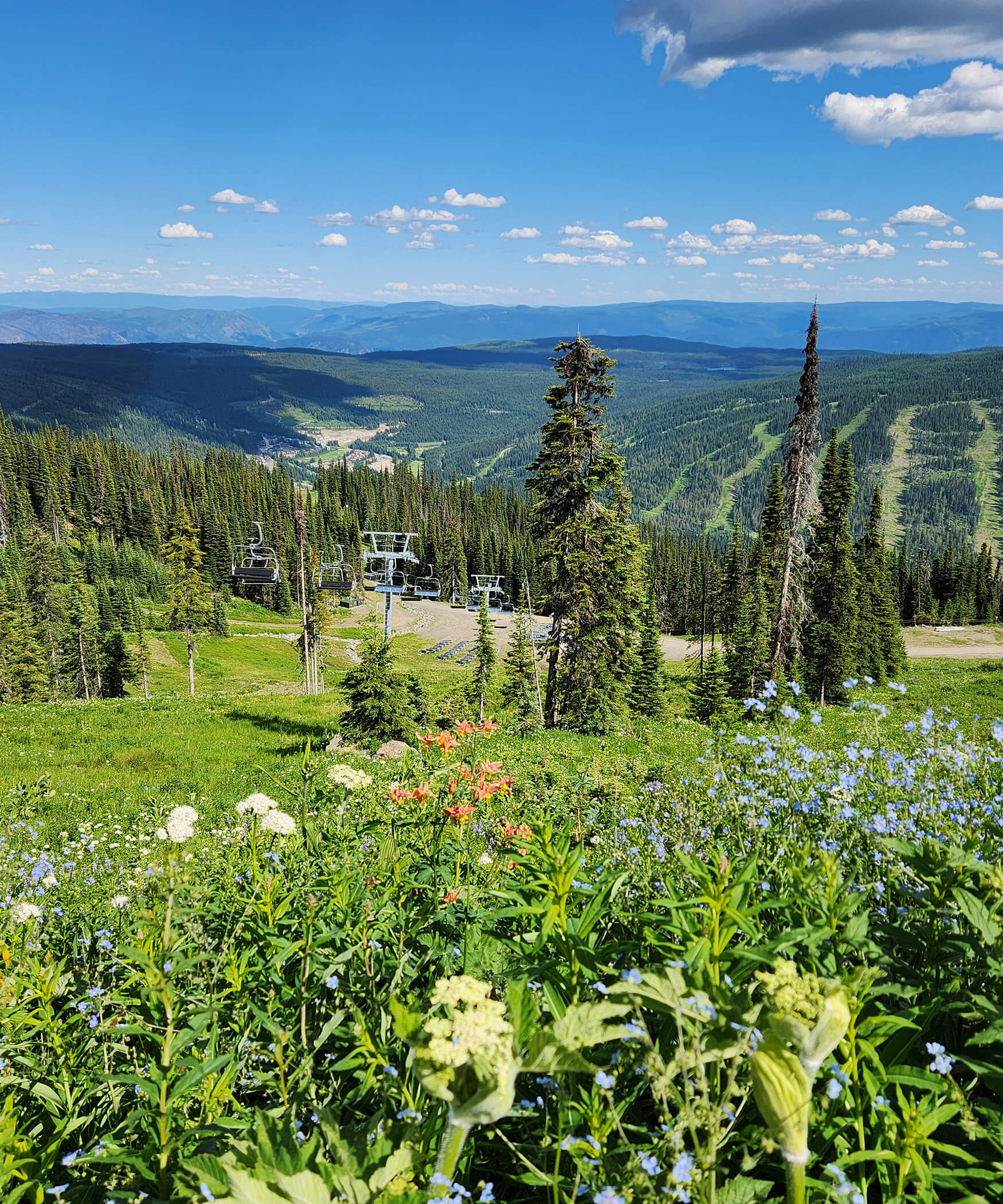 Wildflowers and the chairlift in summer