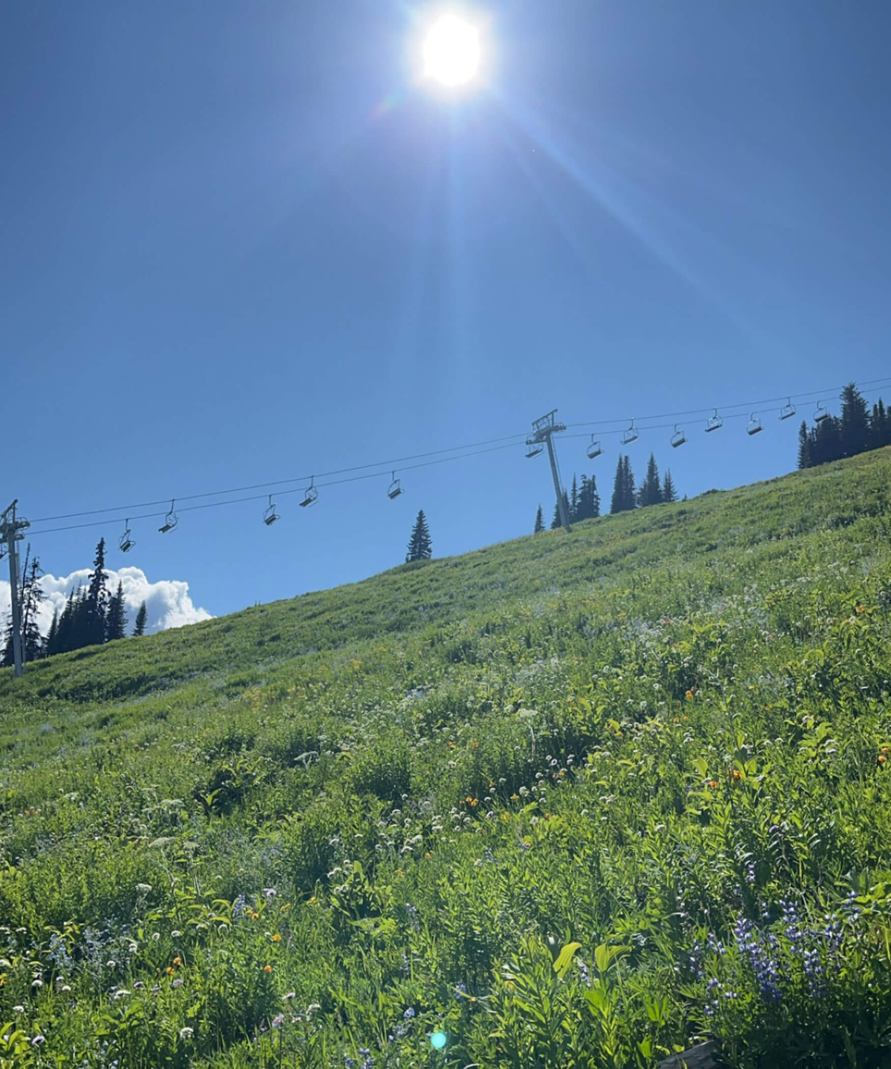 Chairlift and the meadow below in summer